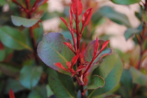 Red Photinia Red Robin